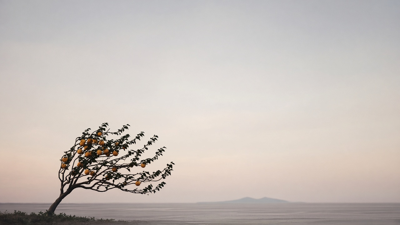 A lone orange tree bent by wind - Tamla's lonely submission to the mainland powers